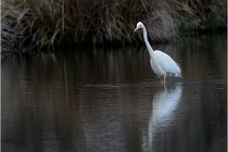 lE tEICH 16-03-21 0008   Photos ACG 2015
