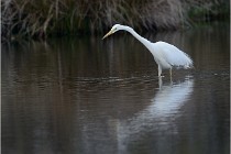 lE tEICH 16-03-21 0009   Photos ACG 2015