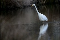 lE tEICH 16-03-21 0011   Photos ACG 2015