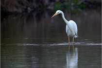 lE tEICH 16-03-21 0016   Photos ACG 2015