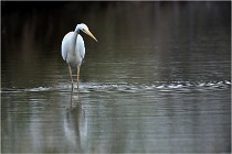 lE tEICH 16-03-21 0019nc   Photos ACG 2015