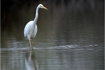 lE tEICH 16-03-21 0023   Photos ACG 2015