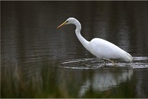 lE tEICH 16-03-21 0048   Photos ACG 2015
