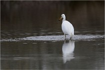 lE tEICH 16-03-21 0057   Photos ACG 2015