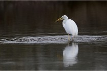 lE tEICH 16-03-21 0059   Photos ACG 2015