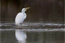 lE tEICH 16-03-21 0063   Photos ACG 2015