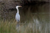 lE tEICH 16-03-21 0064   Photos ACG 2015