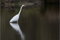 lE tEICH 16-03-21 0068   Photos ACG 2015