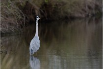 lE tEICH 16-03-21 0069   Photos ACG 2015