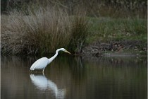 lE tEICH 16-03-21 0072   Photos ACG 2015