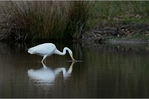 lE tEICH 16-03-21 0074   Photos ACG 2015