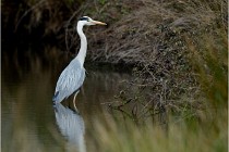 lE tEICH 16-03-21 0078   Photos ACG 2015