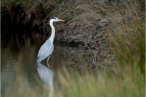 lE tEICH 16-03-21 0079   Photos ACG 2015