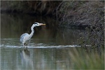 lE tEICH 16-03-21 0088   Photos ACG 2015