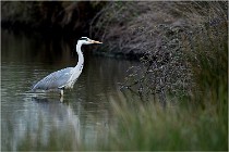 lE tEICH 16-03-21 0094   Photos ACG 2015