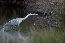 lE tEICH 16-03-21 0098   Photos ACG 2015