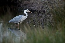lE tEICH 16-03-21 0102   Photos ACG 2015