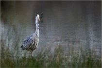 lE tEICH 16-03-21 0112   Photos ACG 2015