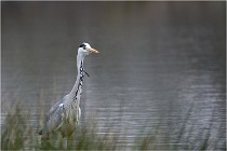 lE tEICH 16-03-21 0116   Photos ACG 2015