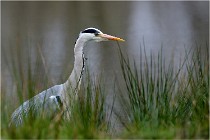 lE tEICH 16-03-21 0129   Photos ACG 2015