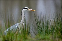 lE tEICH 16-03-21 0130   Photos ACG 2015