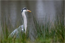 lE tEICH 16-03-21 0134   Photos ACG 2015
