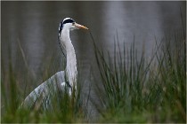 lE tEICH 16-03-21 0135   Photos ACG 2015