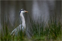 lE tEICH 16-03-21 0140   Photos ACG 2015