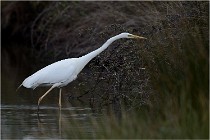 lE tEICH 16-03-21 0156   Photos ACG 2015