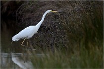 lE tEICH 16-03-21 0158   Photos ACG 2015