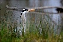 lE tEICH 16-03-21 0167   Photos ACG 2015