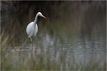 lE tEICH 16-03-21 0173   Photos ACG 2015