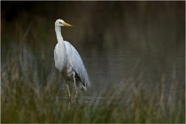 lE tEICH 16-03-21 0175   Photos ACG 2015