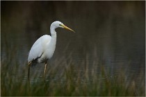 lE tEICH 16-03-21 0180   Photos ACG 2015