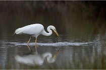 lE tEICH 16-03-21 0211   Photos ACG 2015