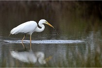 lE tEICH 16-03-21 0212a   Photos ACG 2015