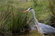 lE tEICH 16-03-21 0230   Photos ACG 2015