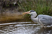 lE tEICH 16-03-21 0239   Photos ACG 2015