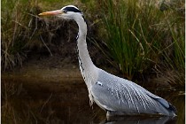lE tEICH 16-03-21 0257   Photos ACG 2015