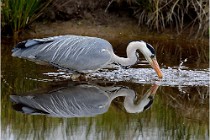 lE tEICH 16-03-21 0264   Photos ACG 2015