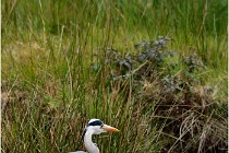 lE tEICH 16-03-21 0276   Photos ACG 2015