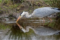lE tEICH 16-03-21 0300   Photos ACG 2015