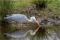 lE tEICH 16-03-21 0301   Photos ACG 2015