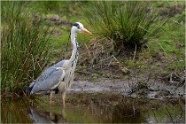 lE tEICH 16-03-21 0314   Photos ACG 2015