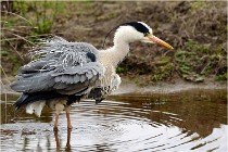 lE tEICH 16-03-21 0317   Photos ACG 2015