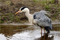 lE tEICH 16-03-21 0318   Photos ACG 2015