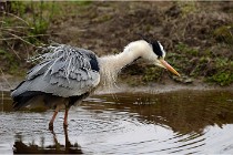 lE tEICH 16-03-21 0319   Photos ACG 2015