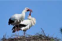 lE tEICH 16-03-22 0628   Photos ACG 2016