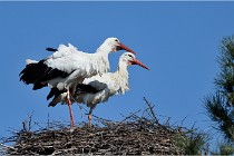 lE tEICH 16-03-22 0633   Photos ACG 2016