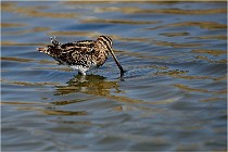 lE tEICH 16-03-22 0728   Photos ACG 2016
